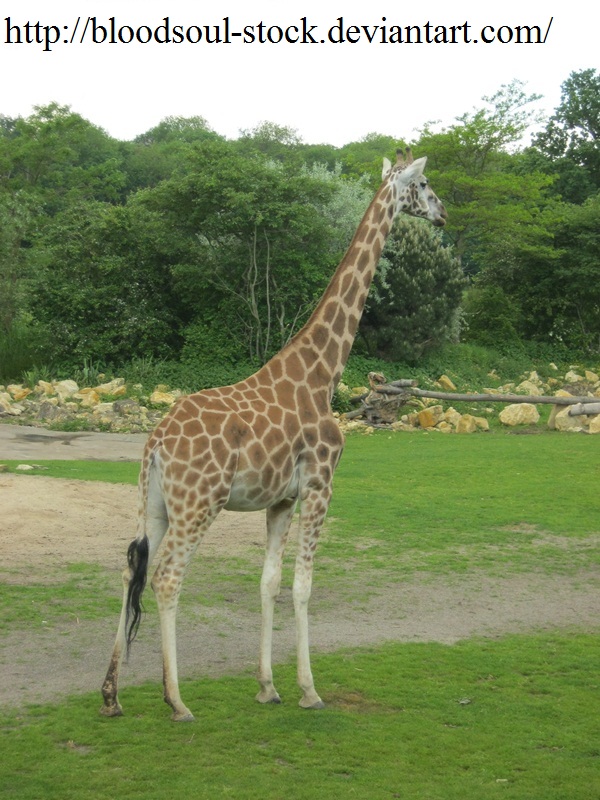 Giraffe 03