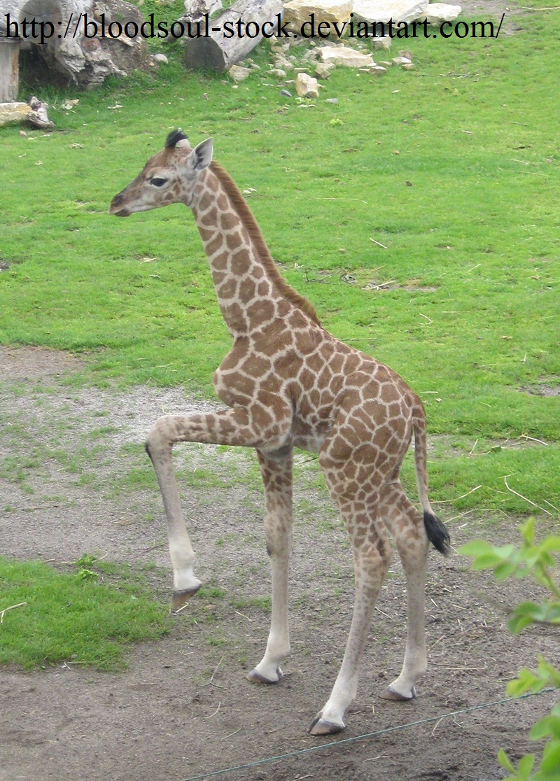 Giraffe Baby 01