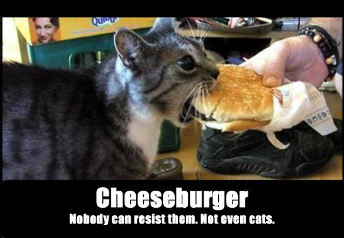 Cheeseburger cat