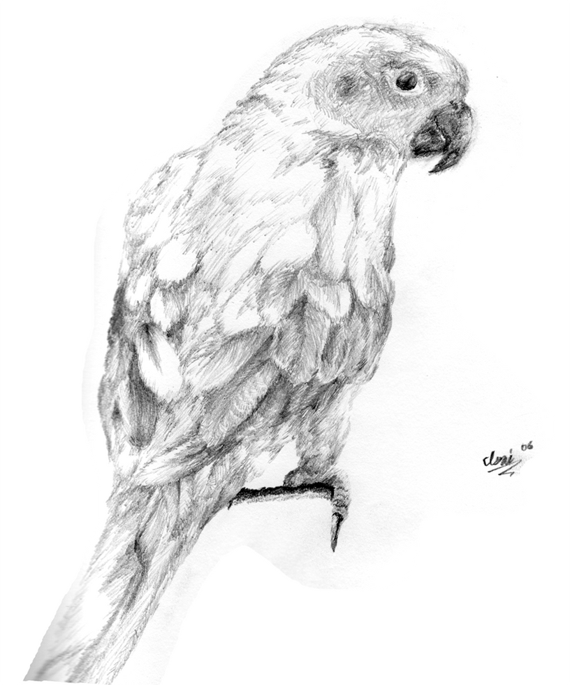 Sun Conure Drawing Tutorial Sun Conure by LilGrim1991 on DeviantArt