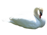 Swan PNG..