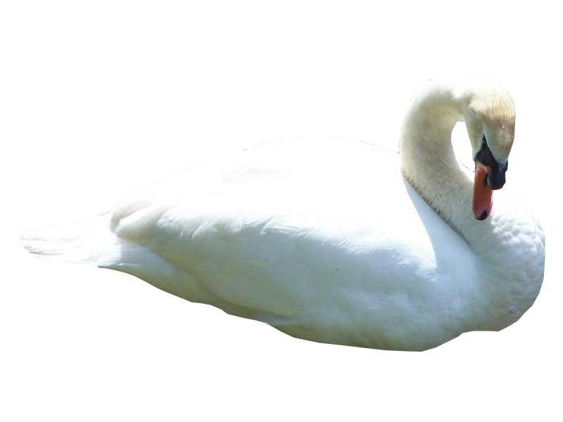 Swan PNG..