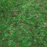 Grass Texture..