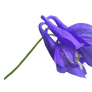 Blue Flower PNG..