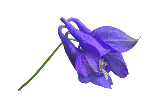 Blue Flower PNG..