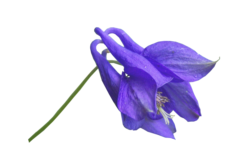 Blue Flower PNG..