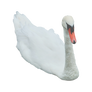 Swan 3 PNG..