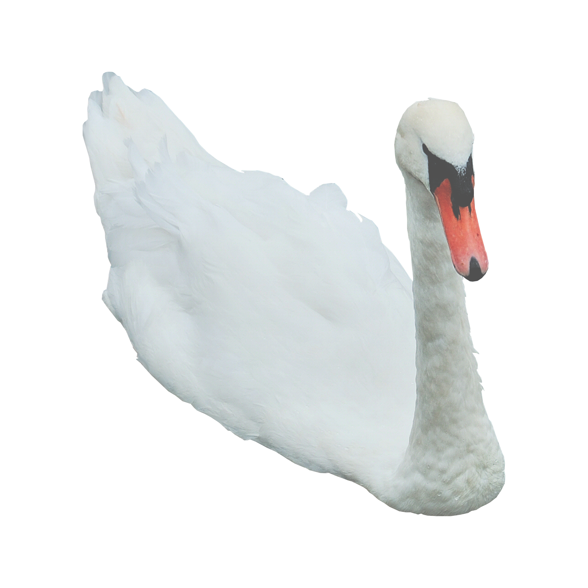 Swan 3 PNG..