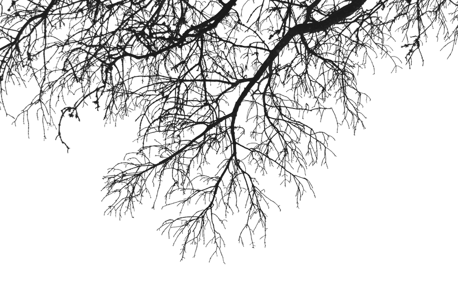 Hanging Branches 02 PNG..