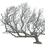 Leaning Tree PNG..