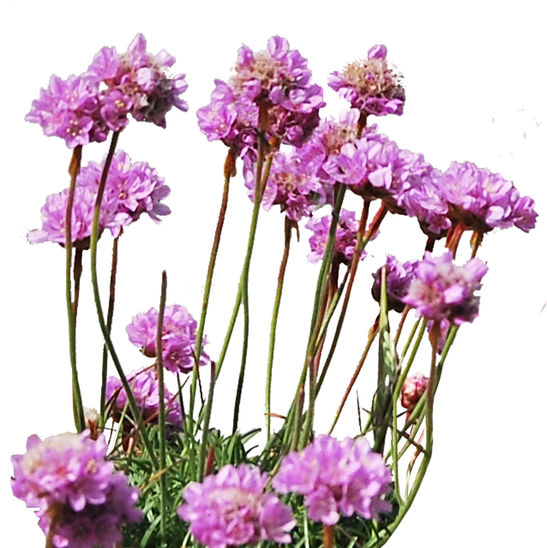 Sea Thrift PNG..