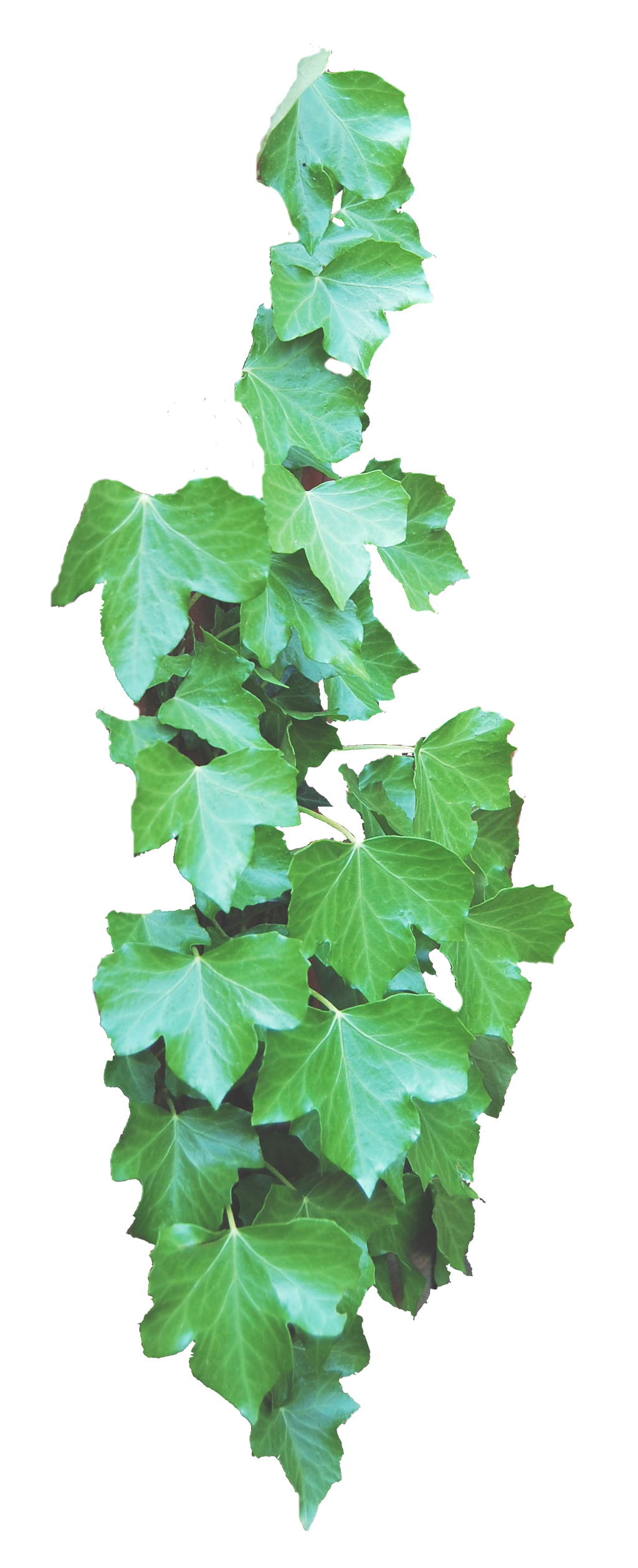 Ivy PNG..