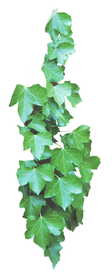 Ivy PNG..