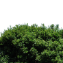 Hedge PNG..