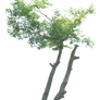 Tree PNG..