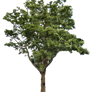 Tree 2 PNG..