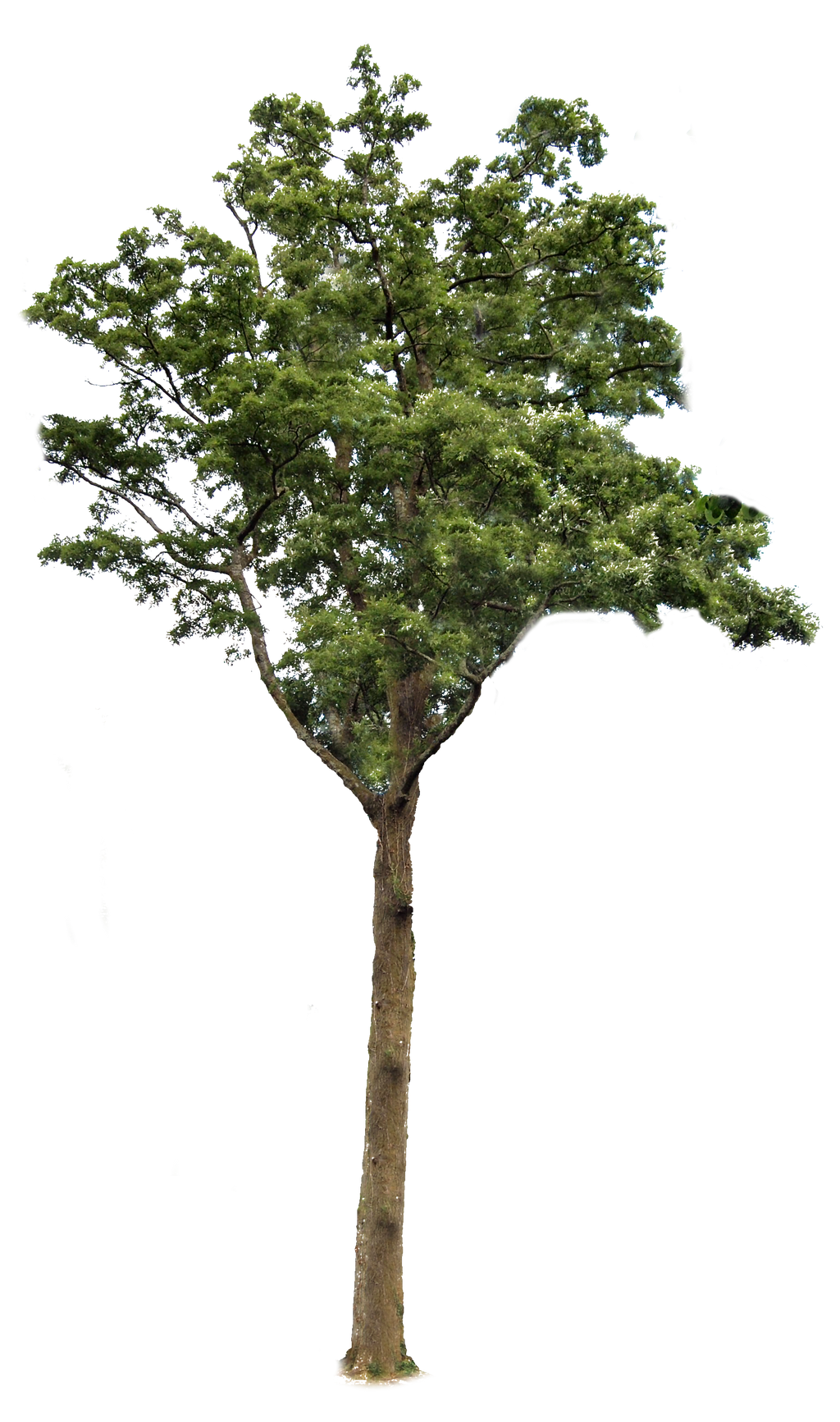 Pine Tree Branch 2, Png Overlay. by lewis4721 on DeviantArt