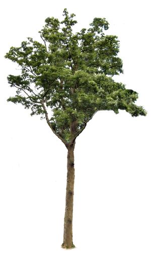 Tree 2 PNG.. by AledJonesDigitalArt