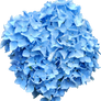 Blue Hydrangea PNG..