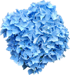 Blue Hydrangea PNG..