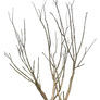 Dead Tree PNG..