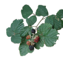 Bramble PNG..