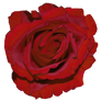 Red Rose..
