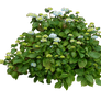 Hydrangea Bush..