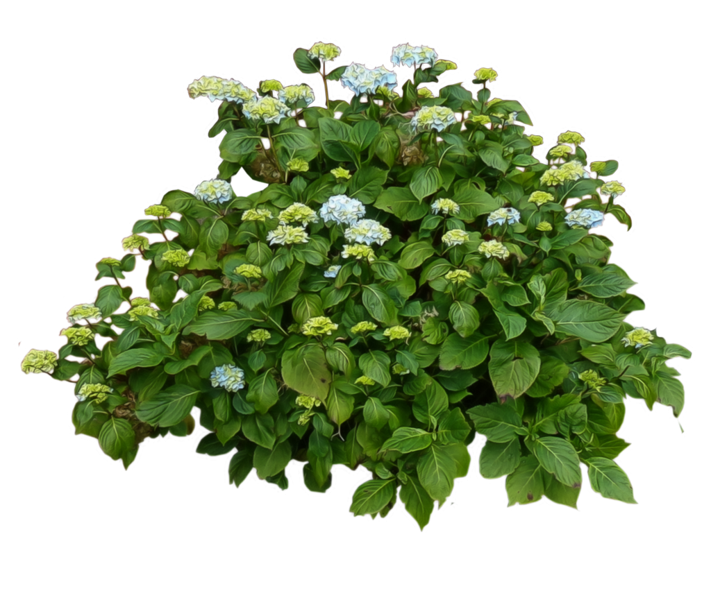 Hydrangea Bush..