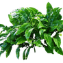 Leafy Plant PNG..