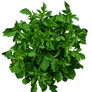 Shrub 02 PNG..