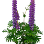 Lupines PNG..