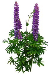 Lupines PNG..