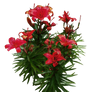 Red Lilies PNG..