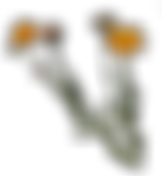 Orange flower PNG..