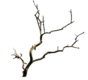 Old Branch PNG.. by AledJonesDigitalArt