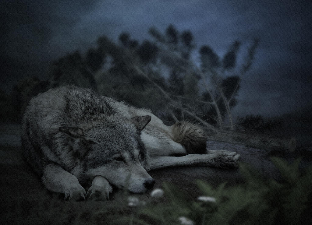 Волк приснился во сне. Спящий волк. Грустный волк. Волк лежит. Лежачий волк.