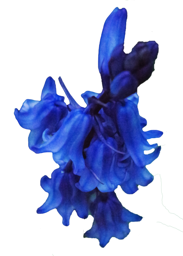 Bluebells PNG.. by AledJonesDigitalArt on DeviantArt