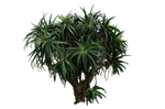 Palm Tree Stock.. by AledJonesDigitalArt