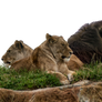 Lion and lioness'  PNG Stock..