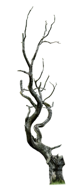 Dead Tree PNG..