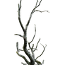 Dead Tree PNG..
