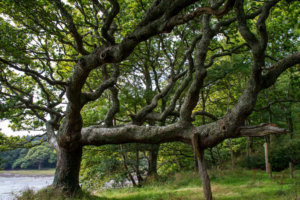Twisted Oak Tree Stock..