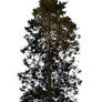 Pine Tree Stock 01 PNG..