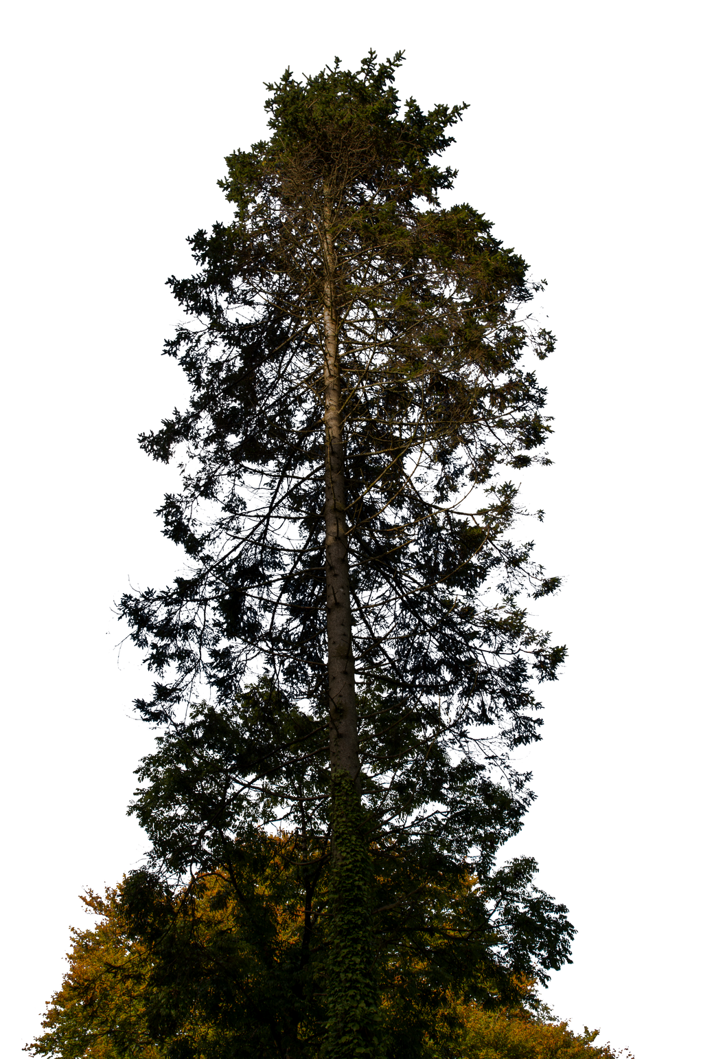 Pine Tree Stock 01 PNG..