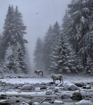 Wolves In The Snow.. by AledJonesDigitalArt