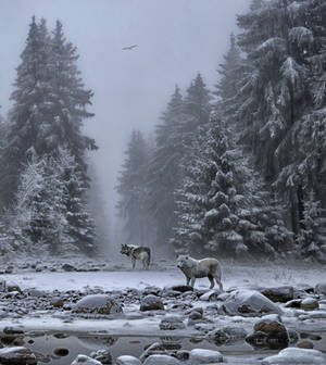 Wolves In The Snow.. by AledJonesDigitalArt Wolves In The Snow.. by AledJonesDigitalArt