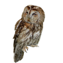 Tawny Owl PNG Stock..