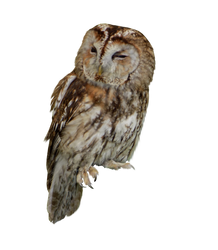 Tawny Owl PNG Stock..