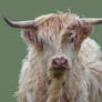 White Highland Cow Smudge Painting..